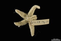 File:Leptasterias hyperborea f. floccosoides - AST-000072 hab-dor.tif (Category:Echinodermata in the Natural History Museum of Denmark)