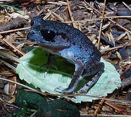 Leptobrachium hasseltii