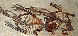 Реконструкции скелетов Leptoceratops gracilis