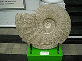 Lewesiceras peramplum, a pachydiscid ammonite from Upper Turonian of Poland