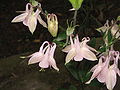 Aquilegia vulgaris cultivar