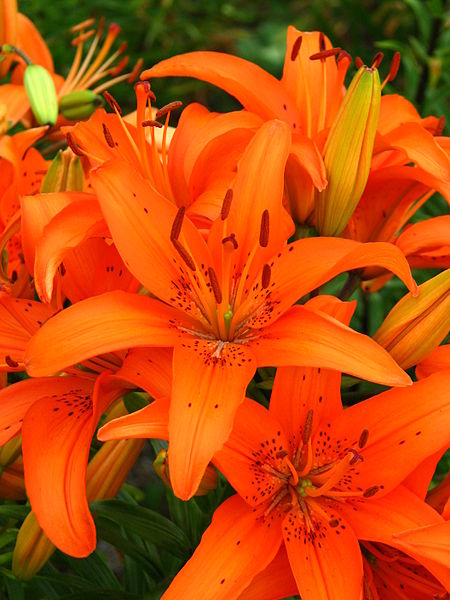 File:Lilium 'Rotala' 03.JPG