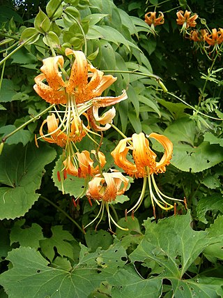 <i>Lilium henryi</i> Species of lily