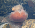 Lion's mane jellyfish swimming front view.gif