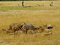 Lions7 chobe national park.jpg