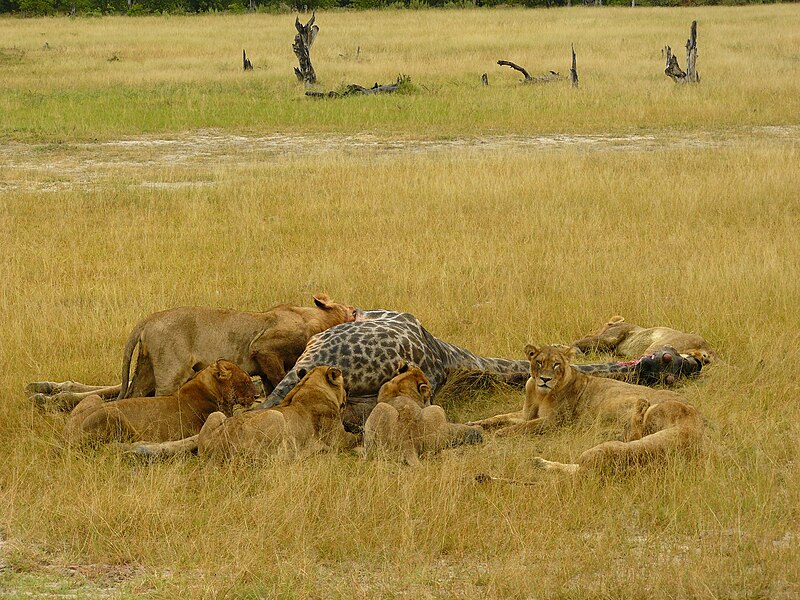 File:Lions7 chobe national park.jpg