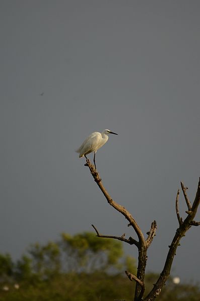 File:Little egret Egretta garzetta at gudavi bird sanctuary JEG9264.jpg