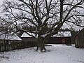 Camera location 54° 04′ 44″ N, 17° 55′ 11″ E  View all coordinates using: OpenStreetMap English: Old oak, natural monument in Lizaki, Poland {{plTemplate:Dąb, pomnik przyrody w Lizakach koło Kościerzyny