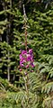 * Nomination Chamaenerion angustifolium (Fireweed); Lothar Path, Black Forest National Park, --Llez 05:50, 12 August 2020 (UTC) * Promotion  Support Good quality. --Scotch Mist 08:52, 12 August 2020 (UTC)