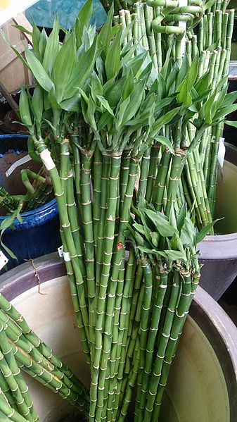 File:Lucky Bamboo (Dracaena braunii) 2.jpg