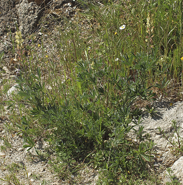 File:Lupinus gredensis 20130503 a.jpg