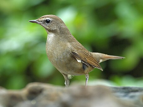 File:Luscinia calliope 2.jpg