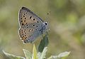 * Nomination A male Purple-shot copper (Lycaena alciphron). Adana, Turkey. --Zcebeci 13:31, 14 July 2016 (UTC) * Promotion Good quality. --Johann Jaritz 14:38, 14 July 2016 (UTC)