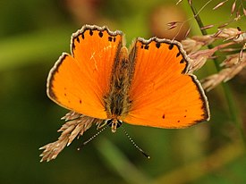 Lycaena ochimus - Turkish Fiery Copper butterfly 01.jpg