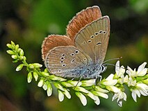 Revers d'una femella