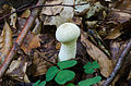 Lycoperdon perlatum