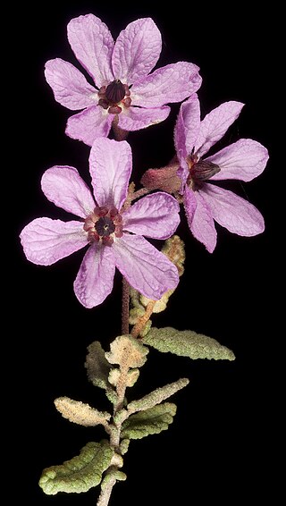 <i>Lysiosepalum rugosum</i> Species of flowering plant