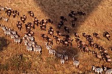 Zebras migrating with wildebeest in the Maasai Mara Maasai Mara 341.jpg