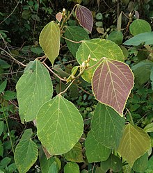 Macaranga trichocarpa.jpg