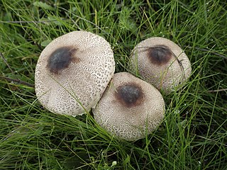 <i>Macrolepiota phaeodisca</i> Species of fungus