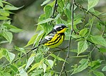 Thumbnail for File:Magnolia warbler in CP (43162).jpg