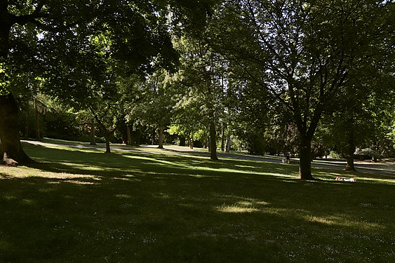 Shadows of old trees in a park