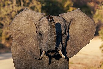 Mladý samec slona afrického v národním parku Kafue v Zambii.