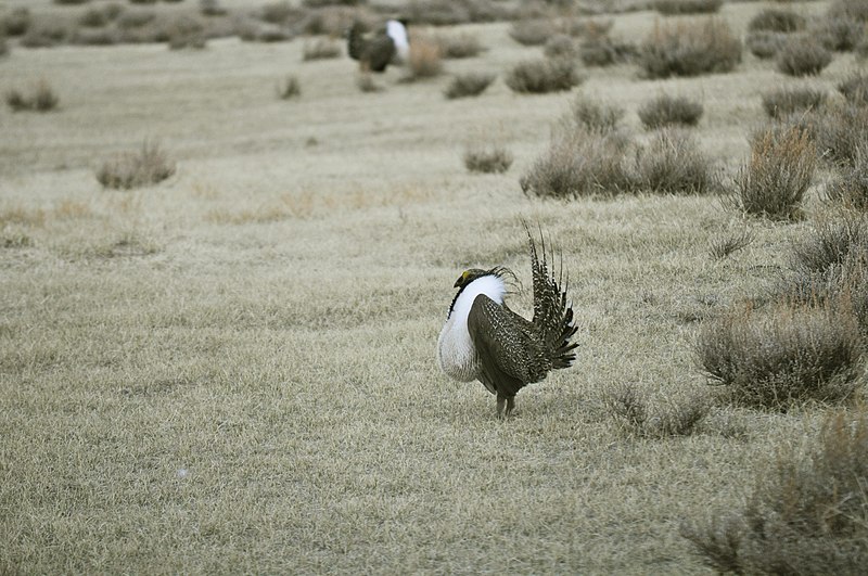 File:Male Greater Sage-Grouse (6948214492).jpg