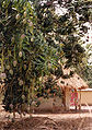 hindia mangifero (Mangifera indica)