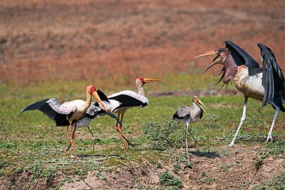 Aggressive Marabou stork, Zambia