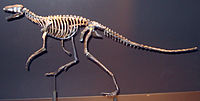 Marasuchus.JPG