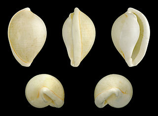 <i>Margovula</i> Genus of gastropods