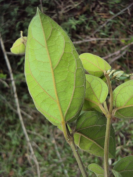 File:Marsdenia sylvestris 31.JPG