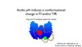 File:Mechanism-for-Multiple-Ligand-Recognition-by-the-Human-Transferrin-Receptor-pbio.0000051.sv001.ogv