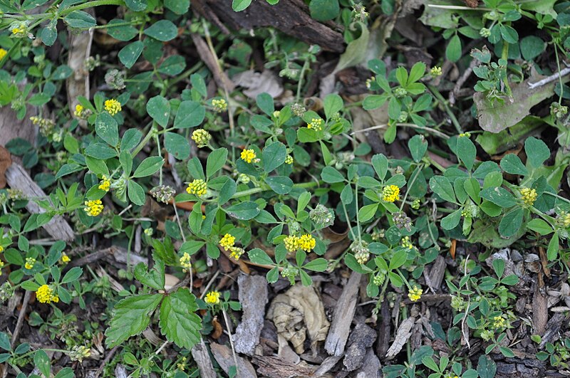 File:Medicago lupulina - whole plant (19062671471).jpg