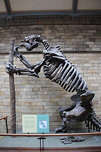 Megatherium (Giant Ground Sloth) Skeleton (35662312784).jpg