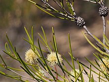 Cvjetovi Melaleuca protrusa.jpg