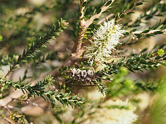 M. viminea leaves, flowers and fruit Melaleuca viminea (leaves, flowers, fruits).JPG