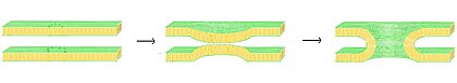 Schematic illustration of the process of fusion through stalk formation. Membrane fusion via stalk formation.jpg