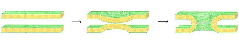 File:Membrane fusion via stalk formation.jpg