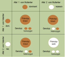 Bild 1: Die rezessive Erbanlage tritt nach der Spaltungsregel in Erscheinung.