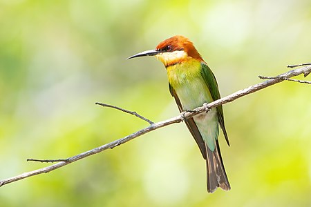 Chestnut-headed bee-eater, by JJ Harrison