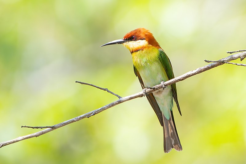 File:Merops leschenaulti - Kaeng Krachan.jpg