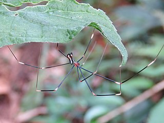 <i>Mesabolivar</i> Genus of spiders