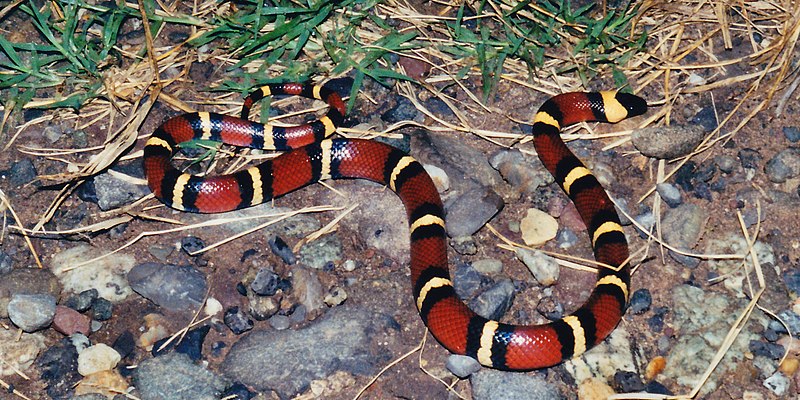 File:Mexican Milksnake (Lampropeltis annulata), Municipality of Victoria, Tamaulipas (30 Oct 2003).jpg