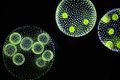 Volvox is a microscopic green freshwater alga with spherical symmetry. Young colonies are inside the larger ones