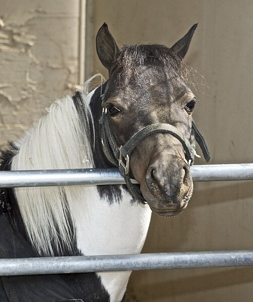 File:Miniature Horse1.jpg