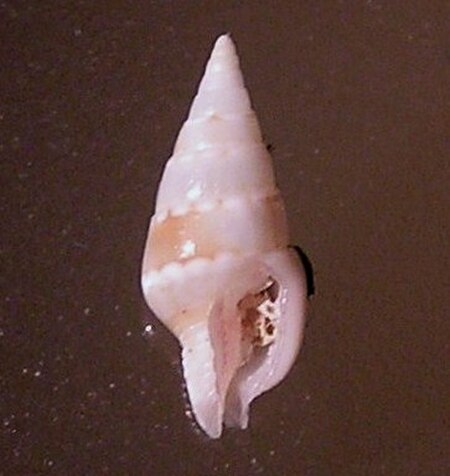 Mitrella (Columbellidae)