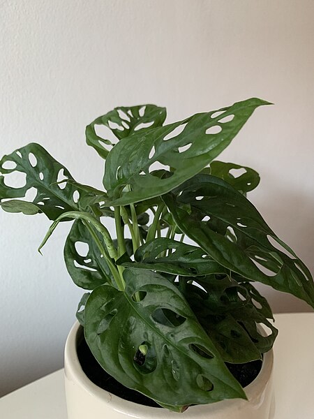 File:Monstera Adansonii.jpg