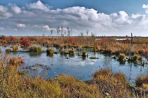 Lake in the bogs near Goldenstedt, Germany, in autumn.